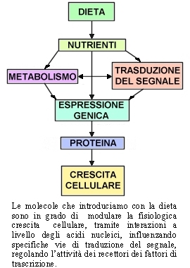 Schema della Nutrigenomica