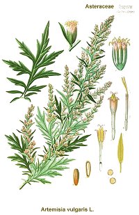 Erbe e piante medicinali: Melanzana - EGK